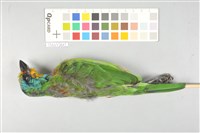 藏品(五色鳥)的圖片